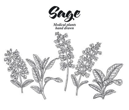 Set of Salvia officinalis plant also called sage garden. Flowers and leaves isolated on white background. Hand drawn vector illustration engraved.
