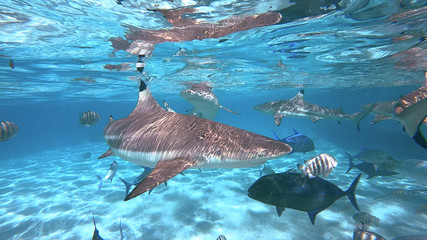 snorkeling in a lagoon with sharks, French Polynesia © Fly_and_Dive
