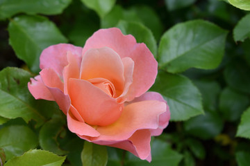 Flower Rose rosa