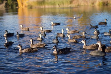 Group of Ducks on Lake Sunlight 