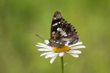 Beautiful butterfly on a flower chamomile. Green background.