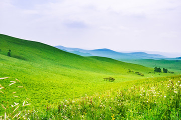 Prairie with flowers blooming