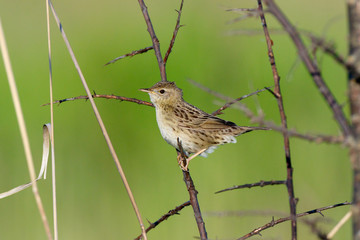 Grasshopper Warbler (Locustella naevia)