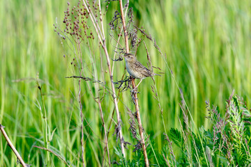 Grasshopper Warbler (Locustella naevia)