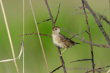 Grasshopper Warbler (Locustella naevia)