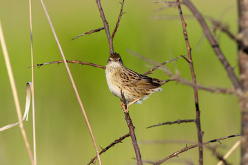 Grasshopper Warbler (Locustella naevia)