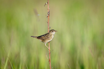 Grasshopper Warbler (Locustella naevia)