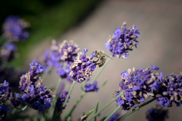 Fototapeta premium Biene auf Lavendel