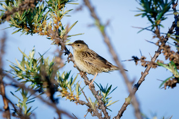 Grasshopper Warbler (Locustella naevia)