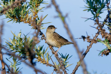 Grasshopper Warbler (Locustella naevia)
