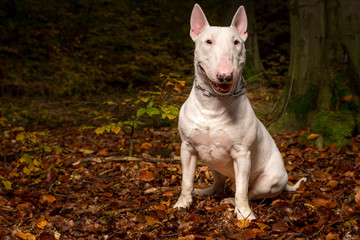 pitbull hund im wald