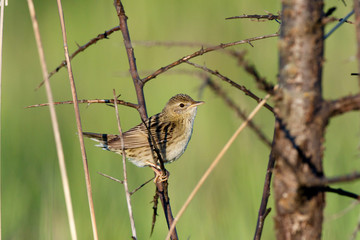 Grasshopper Warbler (Locustella naevia)