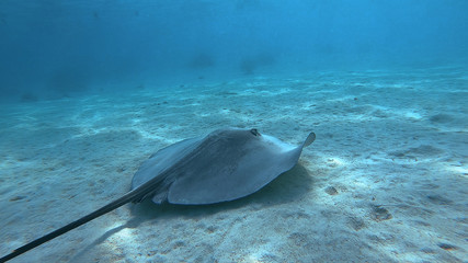 snorkeling in a lagoon with fish ray, French Polynesia