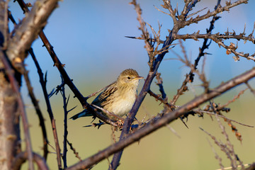 Grasshopper Warbler (Locustella naevia)