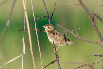 Grasshopper Warbler (Locustella naevia)