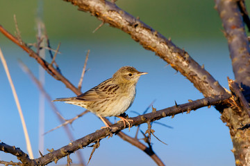 Grasshopper Warbler (Locustella naevia)