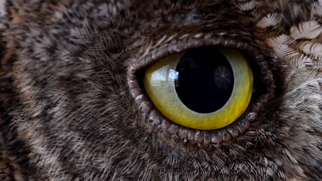 European scops owl (Otus scops) Close up blink eye