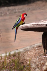 Australian Rainbow Lorikeet Profile Perched on Feeder 