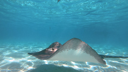 snorkeling in a lagoon with fish ray, French Polynesia