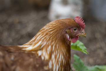 Silky Brown Chicken Close Up 