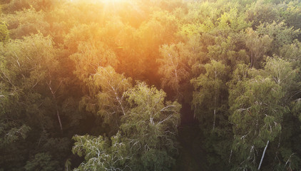 Fototapeta na wymiar Birch grove at sunset - aerial view