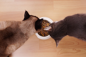 cats with feeding bowl