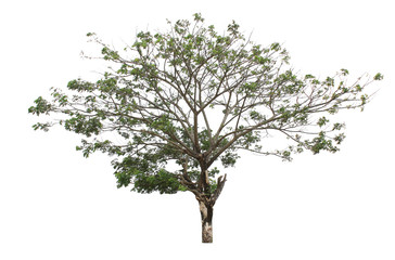 Beautiful tree on a white background