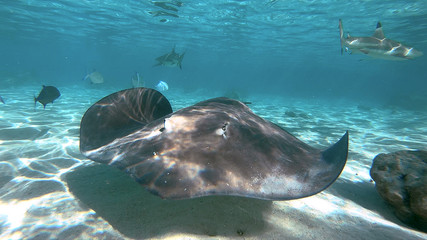 snorkeling in a lagoon with fish ray, French Polynesia