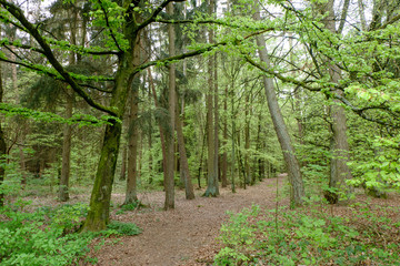 Sommerlicher grüner Waldweg mit Laub