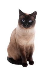 siamese cat