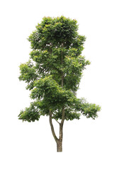 Fototapeta premium Beautiful tree on a white background