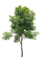 Fototapeta premium Beautiful tree on a white background