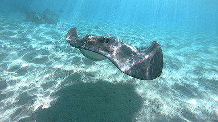 snorkeling in a lagoon with fish ray, French Polynesia