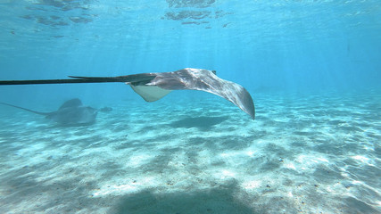 Obraz premium snorkeling in a lagoon with fish ray, French Polynesia