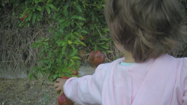 A small child with full force tries to tear off a pomegranate from a pomegranate tree