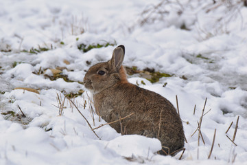 wonderful rabbit in the meadow