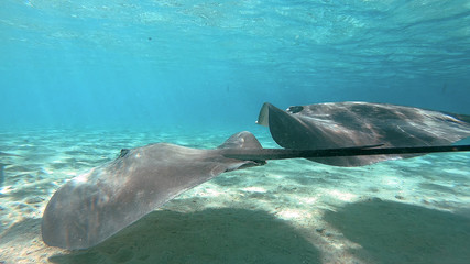 snorkeling in a lagoon with fish ray, French Polynesia