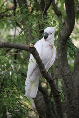 Cockatoo perched on thick branch looking off to the left