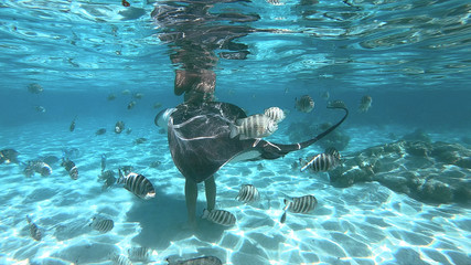 snorkeling in a lagoon with woman and fish ray, French Polynesia
