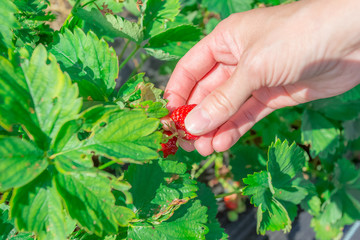 Strawberries picking. Photo from Sotkamo, Finland.