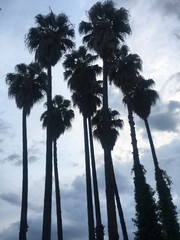 Silhouette of a palm trees and a cloudy sky background