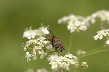 nice fly on the flower