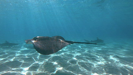 snorkeling in a lagoon with sharks and ray, French Polynesia