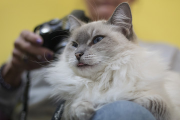 Fluffy Rogdoll cat Blep Tongue out 