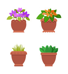 Room Plants in Pots Collection Vector Illustration