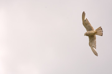 nice falcon in the air