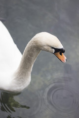 White Swan Perspective top down on lake 