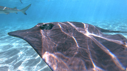 snorkeling in a lagoon with sharks and ray, French Polynesia