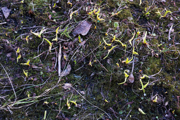 Sprouts break through moss and rotting leaves