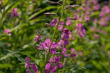 fiore